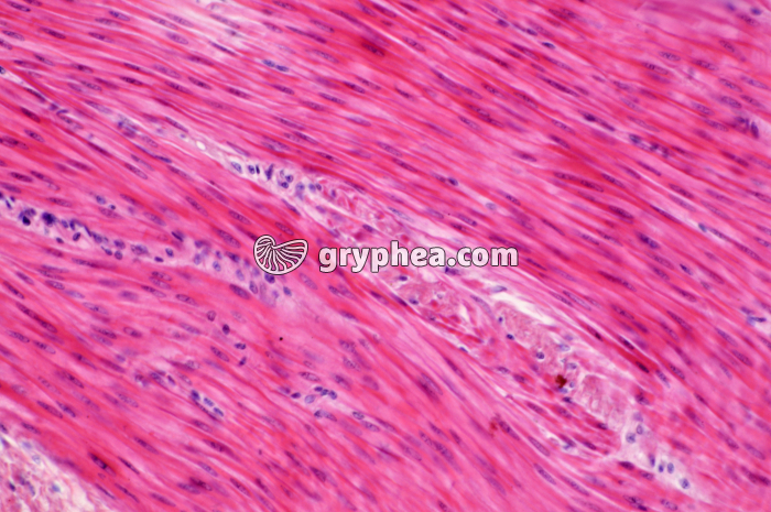 Fibres musculaires lisses x100 - gryphea.org